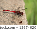 Red dragonfly 12674620