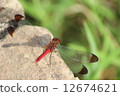 Red dragonfly 12674621
