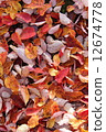 Carpet of fallen leaves 12674778