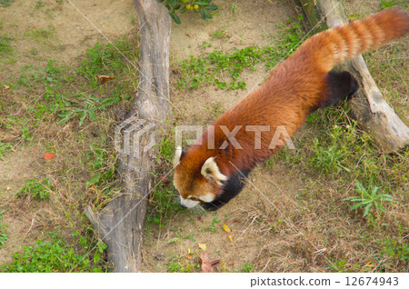 小熊貓 小熊貓 12674943