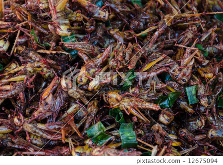 insects caterpillars. 12675094