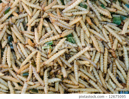 insects caterpillars. 12675095