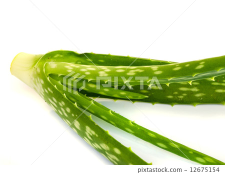 aloe vera leaf . aloe vera leaf . 12675154