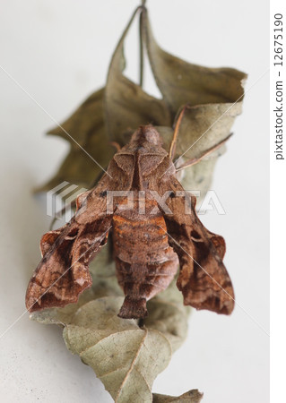 Mimicry to dead leaves Hoshihime hojaku 06 Mimicry to dead leaves Hoshihime hojaku 06 12675190