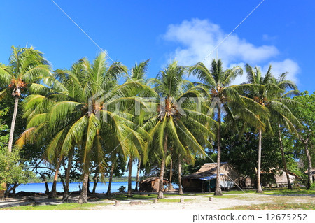 棕櫚樹 12675252