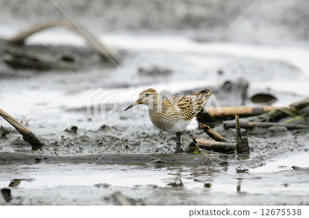 The American quail The American quail 12675538