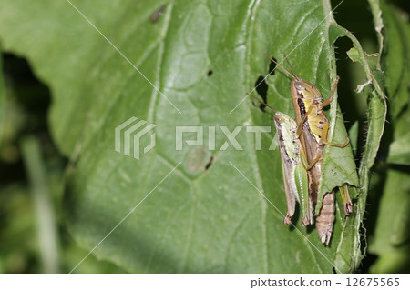 兩個coba-nagos 兩個coba-nagos 12675565