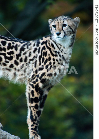 A portrait of the King Cheetah "Nadesico" A portrait of the King Cheetah "Nadesico" 12675643