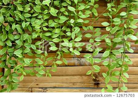 dave plant dave plant 12675703