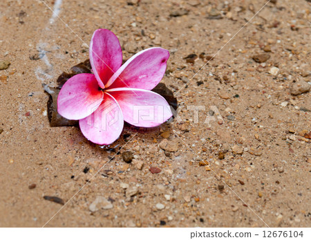 Frangipani flower. Frangipani flower. 12676104