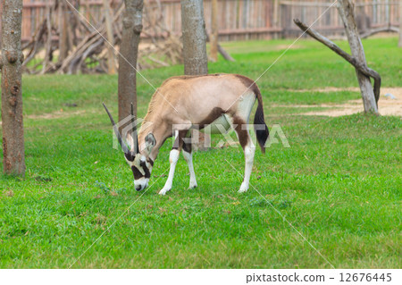Thomson Gazelle on the grass field 12676445