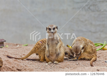 A group of meerkat A group of meerkat 12676446
