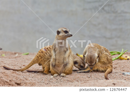 A group of meerkat 12676447