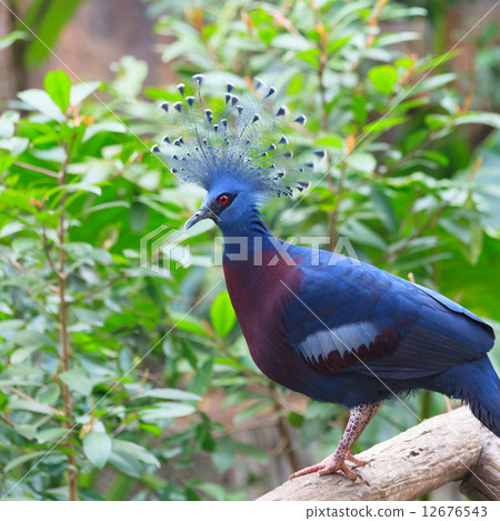 Victoria Crowned Pigeon in a park 12676543