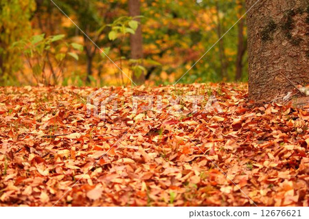 Fallen leaves 12676621