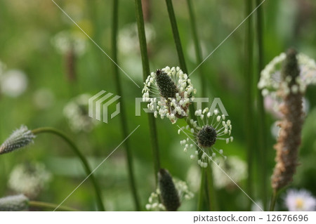 長葉車前 12676696