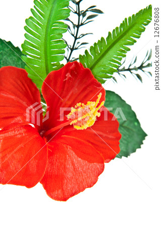 Closeup Artificial hibiscus, Chinese Rose on White Background 12676808