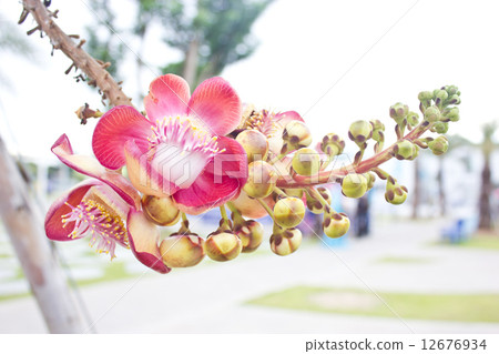 Cannonball tree; Couroupita guianensis Aubl. 12676934