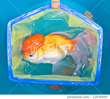 Gold fish with fishing net in plastic tank. Gold fish with fishing net in plastic tank. 12676944