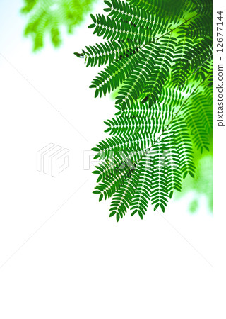 White popinac leaf White popinac leaf 12677144