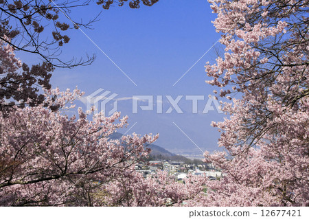 Cherry blossoms of Takati Castle 12677421