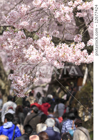 Cherry blossoms of Takati Castle 12677424