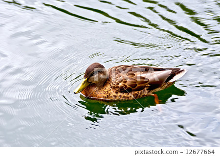 Duck wild on the water Duck wild on the water 12677664