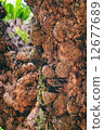 Madras Thorn trunk 12677689