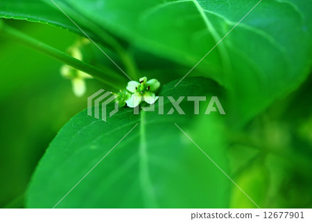 小Mayumi花 小Mayumi花 12677901