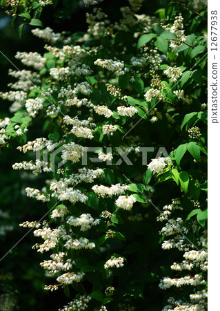 Ugi flowers Ugi flowers 12677938