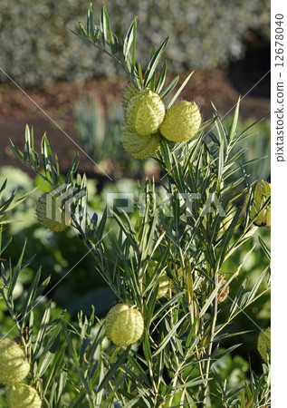 Futenota cotton (balloons cotton) fruits 12678040