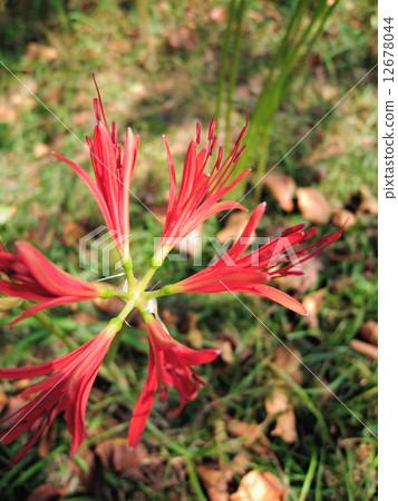 Banquet wild pine needle 12678044
