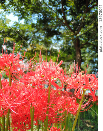 Mandiraku group cloth 12678045