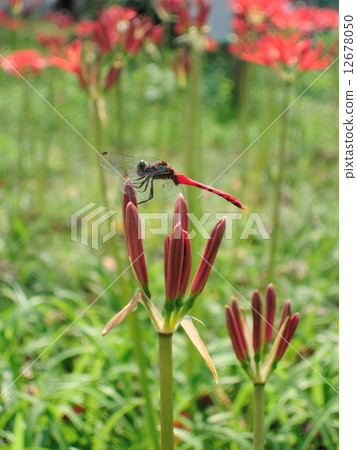 Red dragonfly and Higanbana flower bud 12678050