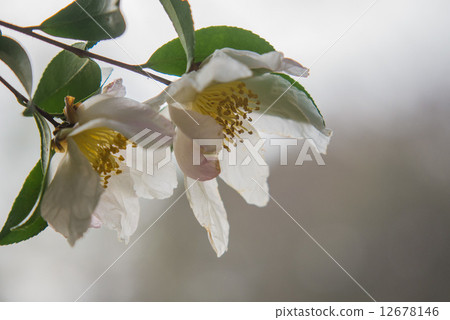 Sasanqua Sasanqua 12678146