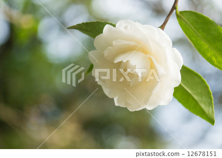 Sasanqua 12678151