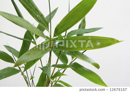 竹葉 12678187