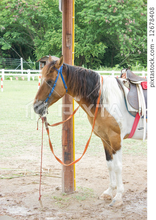 Horse in farm. 12678408