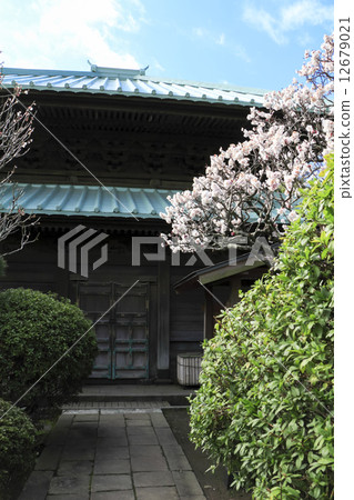 Plum tree of Hidenji Temple 12679021