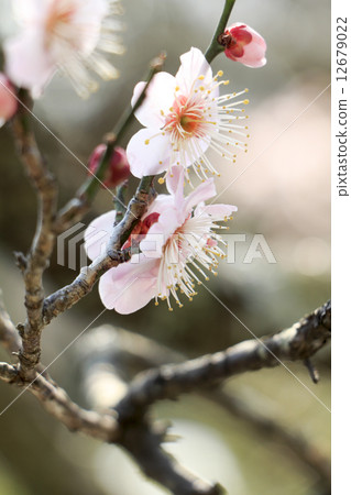 Plum tree of Hidenji Temple Plum tree of Hidenji Temple 12679022