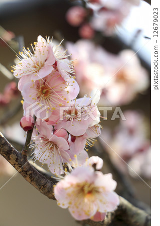 Plum tree of Hidenji Temple 12679023