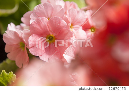 報春花Obconica 12679453