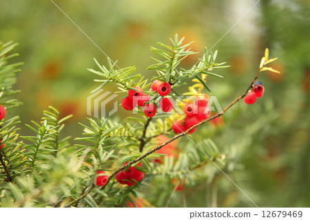 紅豆杉 12679469