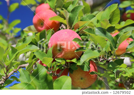 Shinshu apple Shinshu apple 12679502