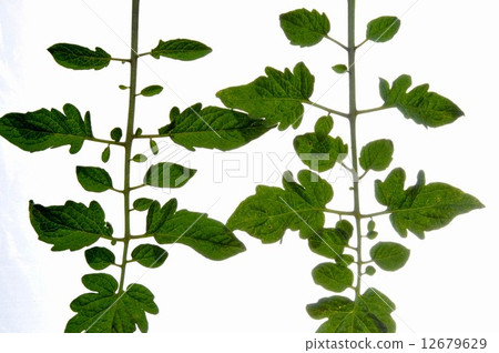 小番茄葉 小番茄葉 12679629