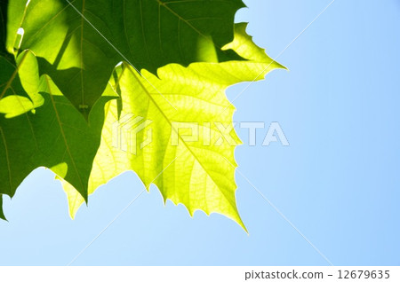 The sky that can be seen through the gaps between the fresh green plane trees 12679635