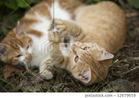 Kittens and cat-slash 12679659