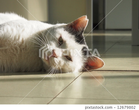 Sullen cat Sullen cat 12679802