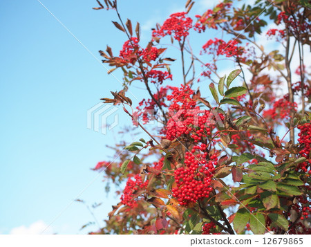 紅色水果 紅色水果 12679865