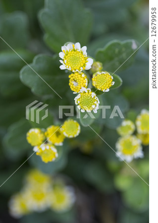 Hana no soyakugi 12679958